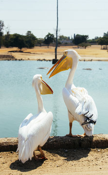 pelicans in a lake