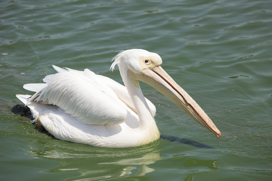 beautiful pelican in a lake