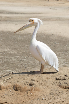 beautiful pelican standing