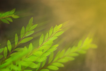 closeup green leaf background of treetop with light