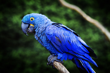 Blue and yellow, endangered Hyacinth Macaw (parrot) perched on a tree branch