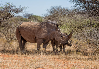 Fototapeta premium White Rhino Mother And Calf