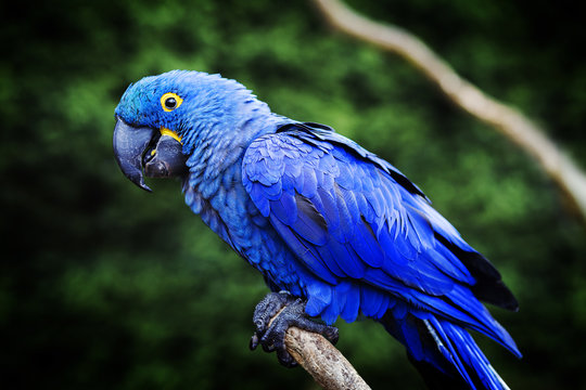 Hyacinth Macaw Images – Browse 3,126 Stock Photos, Vectors, and Video |  Adobe Stock