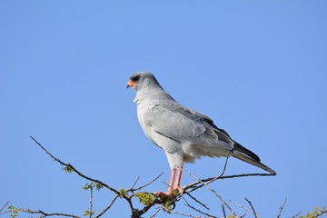 Singhabicht
