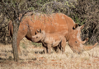 White Rhino Mother And Calf