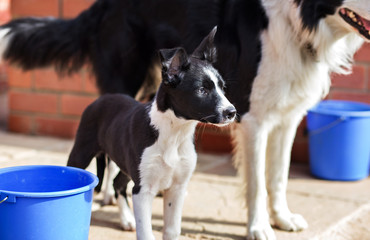 Adorable border collie puppy standing next to her father