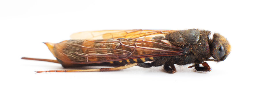 Female of the giant wood wasp Urocerus gigas on white background