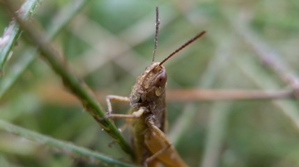 Saltamontes macro lluvia