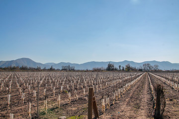 Plantação de uvas secas, devido a estação, em uma vinícola do Chile. 