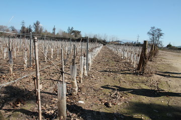 Fototapeta na wymiar Plantação de uvas secas, devido a estação, em uma vinícola do Chile. 