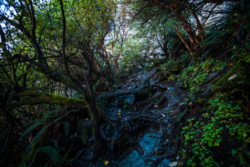 A greenery scene of nature. Small waterfalls in the walkway after raining.