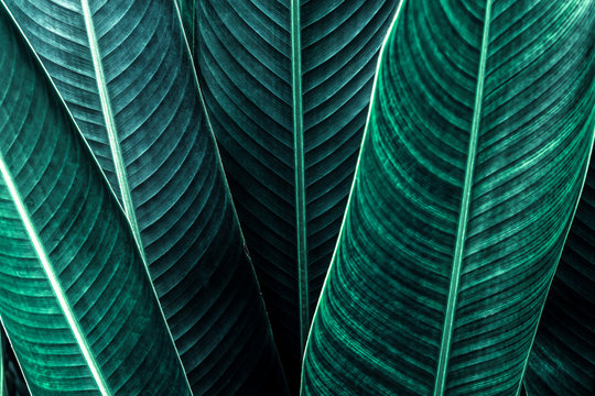 Fototapeta green leaf texture background