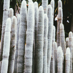 White cactus. Plant lover concept