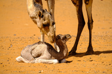 Camels of Sudan