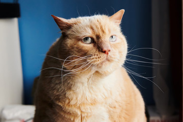 Large fat cat with red fur looking away while sitting in nice room