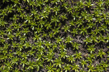 A textured green floral pattern