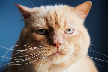 Closeup shot of dissatisfied red cat looking at camera while sitting on blue background