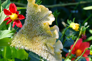 Amaranth flower in the summer garden