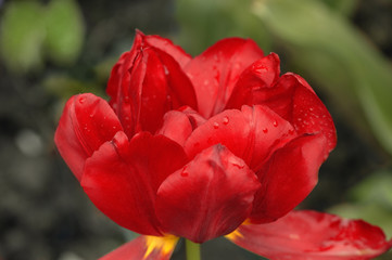 Blooming red tulipon a green background.  - 220118108
