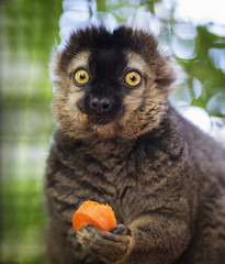 Funny lemur caught red handed eating a carrot. Adorable. Brown and black coloring