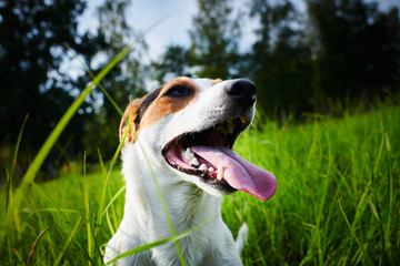 Sweet little dog sitting on green grass and heavily breathing with its tongue sticking out