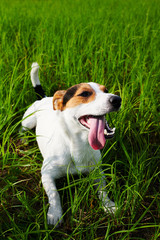 Funny little dog lying on bright green grass on sunny day