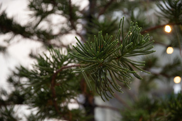 Obraz premium pine leave and rain drop