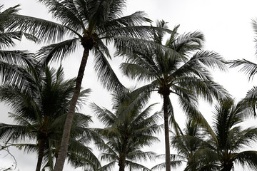 Fototapeta na wymiar coconut tree for background