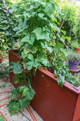 Hochbeet mit Schlagengurke