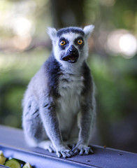 Funny lemur caught red handed - shocked, surprised. Mouth full of food. Grey and white. © Kieran