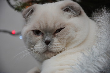 white scottish fold cat new year lights 