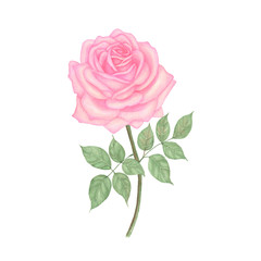 Rose Hand drawn sketch and watercolor illustrations. Watercolor painting Rose. Rose Illustration isolated on white background.