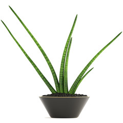 sansevieria cylindrica