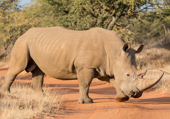 Obraz premium White Rhinoceros