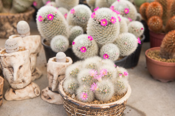 Fototapeta na wymiar cactus in the desert but can breed by nursery