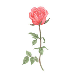 Obraz premium Rose Hand drawn sketch and watercolor illustrations. Watercolor painting Rose. Rose Illustration isolated on white background.