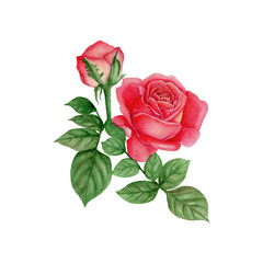Naklejka premium Rose Hand drawn sketch and watercolor illustrations. Watercolor painting Rose. Rose Illustration isolated on white background.