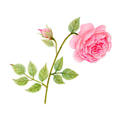 Fototapeta premium Rose Hand drawn sketch and watercolor illustrations. Watercolor painting Flowers. Rose Illustration isolated on white background.
