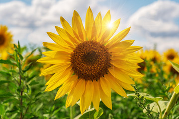 Fototapeta premium Beautiful sunflowers in the field natural background