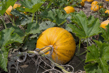 Obraz premium Erntereife Kürbisse für Kernölproduktion