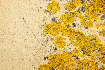 Wall with lichen.