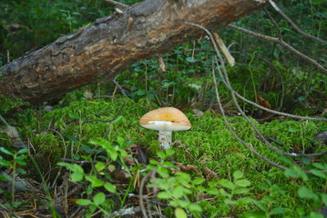 Fototapeta premium Mushroom russula with a yellow cap grows in the grass under a fallen tree