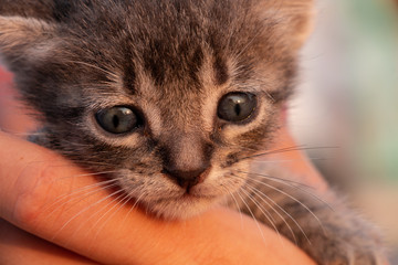 Fototapeta premium gatita