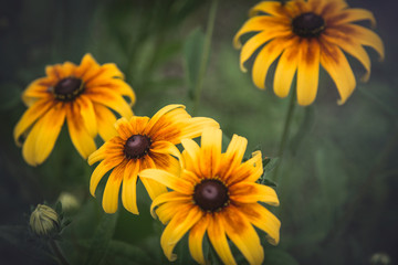 рудбекия в саду