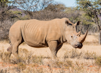 Obraz premium White Rhinoceros