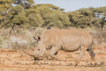 Fototapeta premium White Rhinoceros