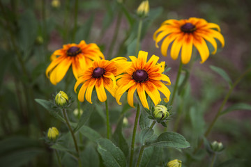 рудбекия в саду