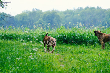 Cute brown dog walking through green grass in rural nature landscape.  