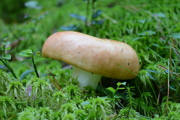 Mushroom russula with yellow hat in moss in the forest