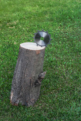 Circular disc is in stump, in solid wood on grass.